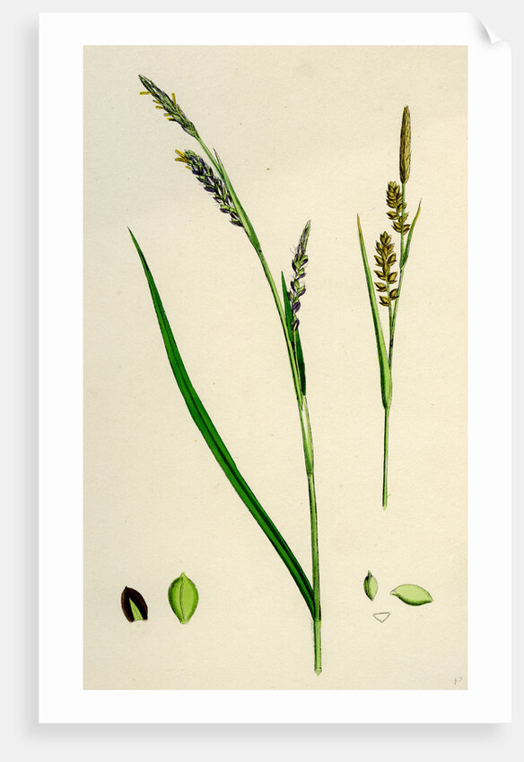 Carex Panicea Pink-Leaved Sedge by Anonymous