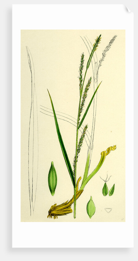 Carex Strigosa Loose-Spiked Wood Sedge by Anonymous