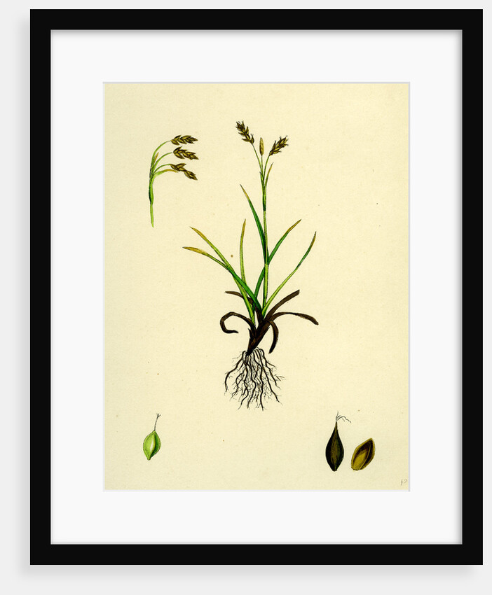 Carex Capillaris Capillary Sedge by Anonymous