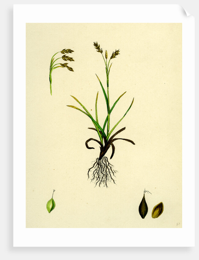 Carex Capillaris Capillary Sedge by Anonymous