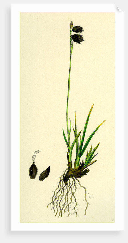 Carex Ustulata Scorched Alpine Sedge by Anonymous