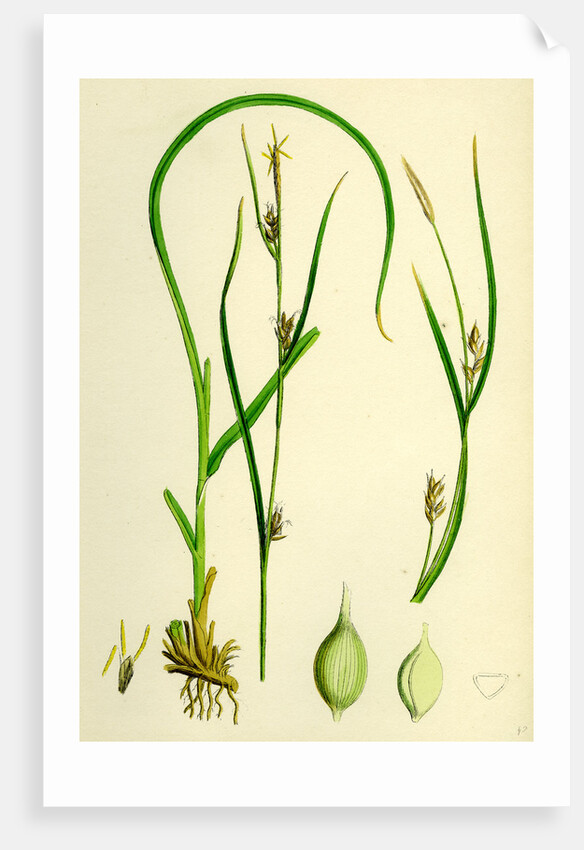 Carex Depauperata Starved Wood Sedge by Anonymous