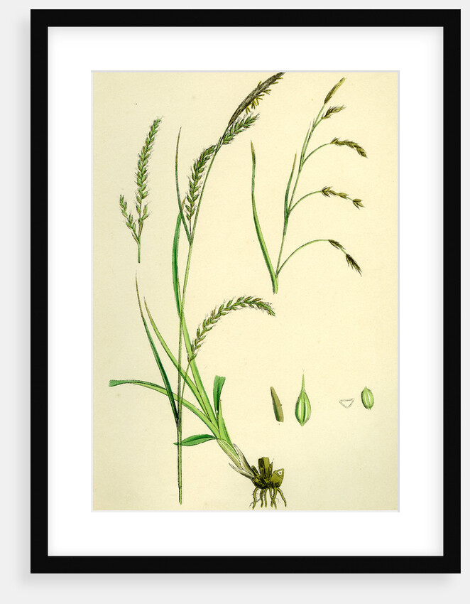 Carex Sylvatica Pendulous Wood Sedge by Anonymous