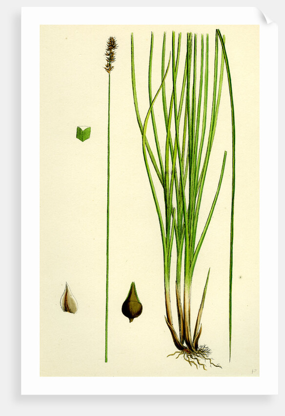 Carex Teretiuscula Var. Ehrhartiana Lesser Panicled Sedge Var. B. by Anonymous