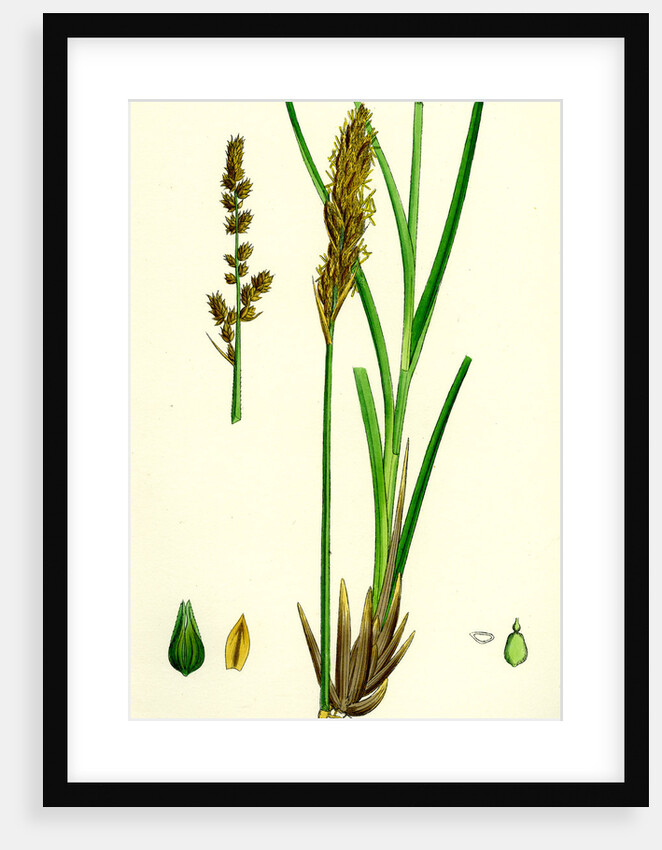 Carex Paniculata Greater Panicled Sedge by Anonymous