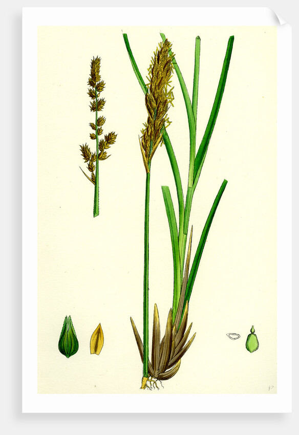 Carex Paniculata Greater Panicled Sedge by Anonymous