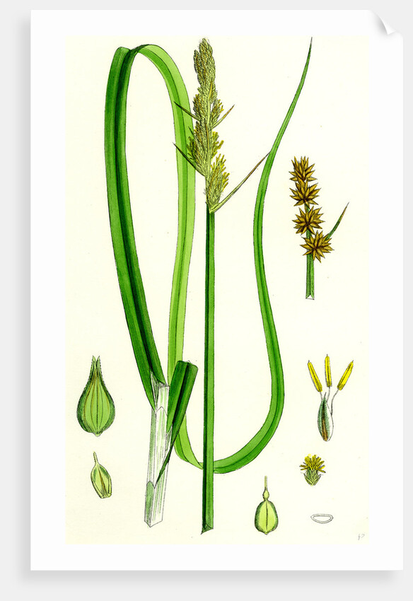 Carex Vulpina Great Sedge by Anonymous