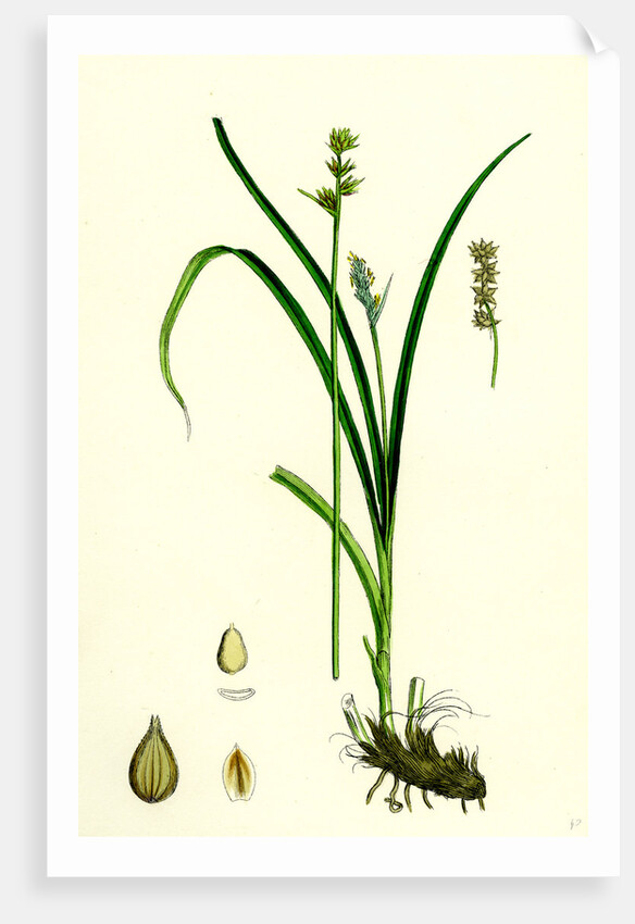 Carex Stellulata Little Prickly Sedge by Anonymous