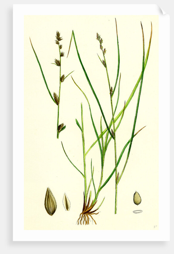 Carex Remota Distant-Spiked Sedge by Anonymous