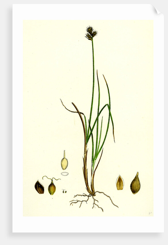 Carex Lagopina Hare's-Foot Sedge by Anonymous