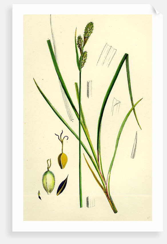 Carex Buxbaumii Hoary Sedge by Anonymous