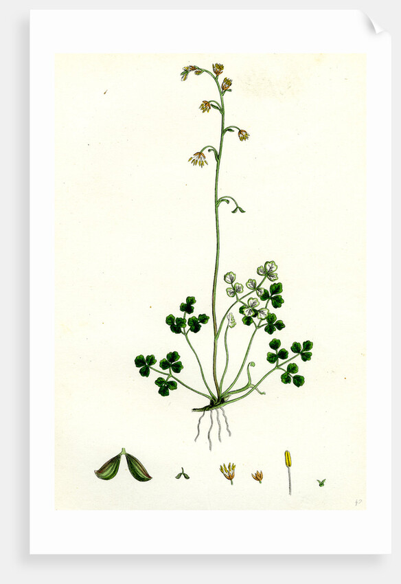 Thalictrum Alpinum Alpine Meadow Rue by Anonymous