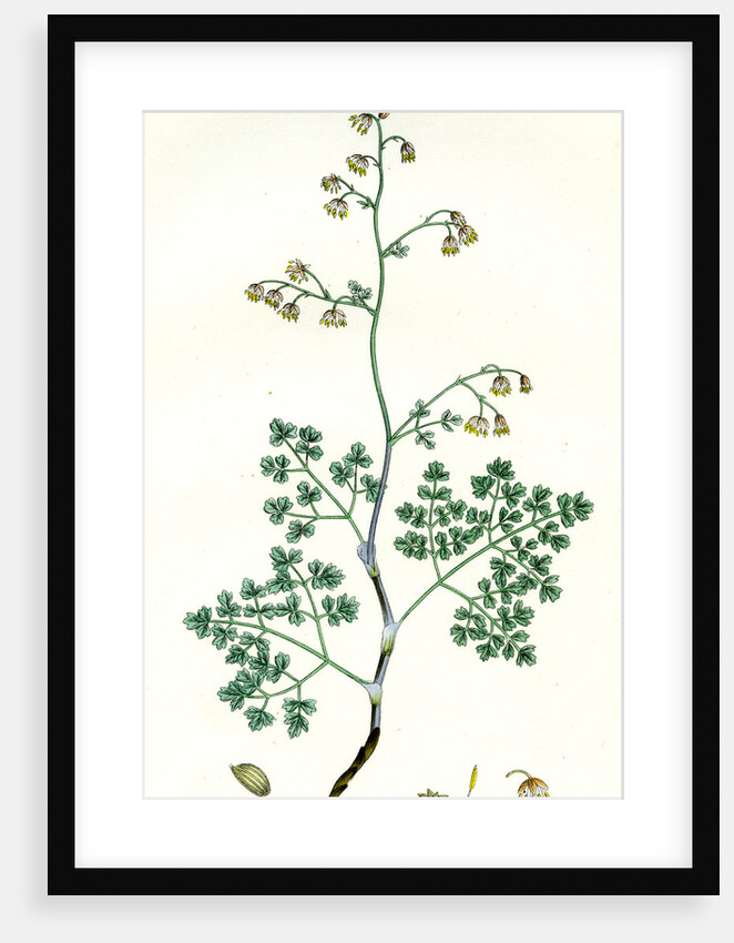 Botanical Print by Anonymous