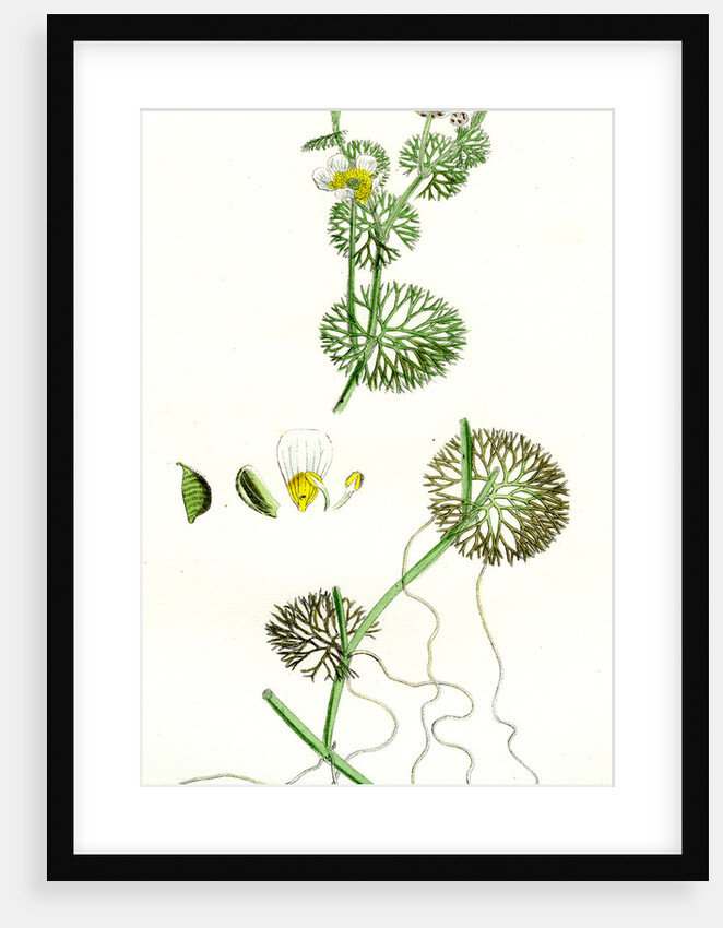 Ranunculus Circinatus Rigid-Leaved Water-Crowfoot by Anonymous