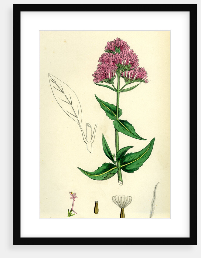 Centranthus Ruber Red Valerian by Anonymous