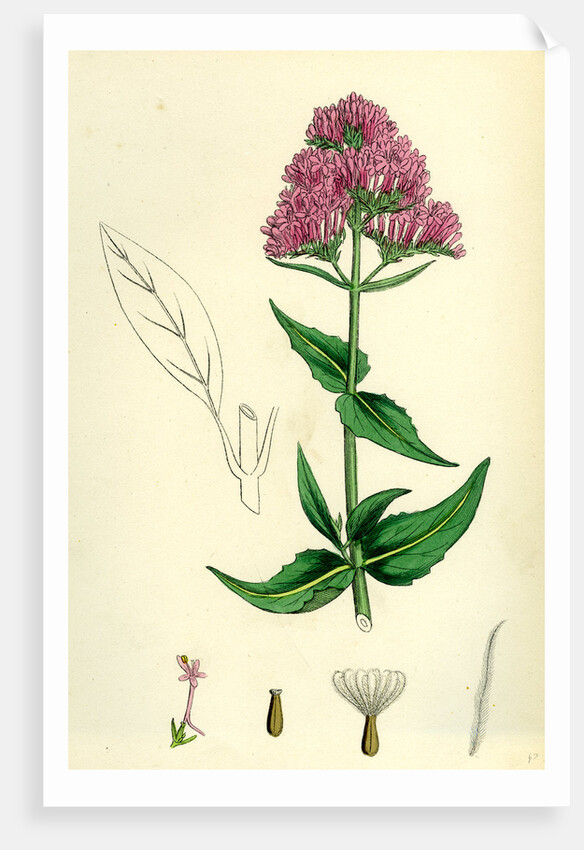 Centranthus Ruber Red Valerian by Anonymous