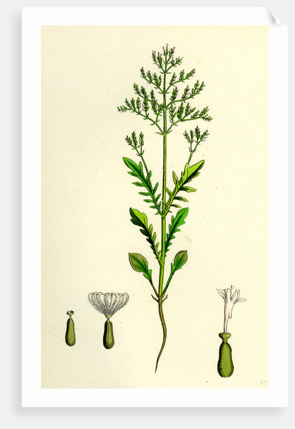 Centranthus Calcitrapa Cut-Leaved Valerian by Anonymous