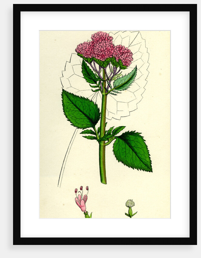 Valeriana Pyrenaica Heart-Leaved Valerian by Anonymous