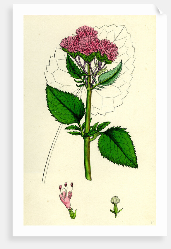 Valeriana Pyrenaica Heart-Leaved Valerian by Anonymous