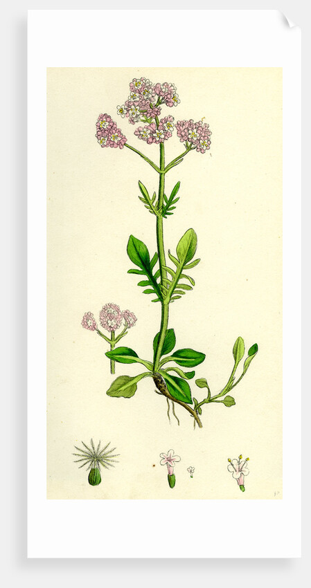 Valeriana Dioica Small Marsh Valerian by Anonymous