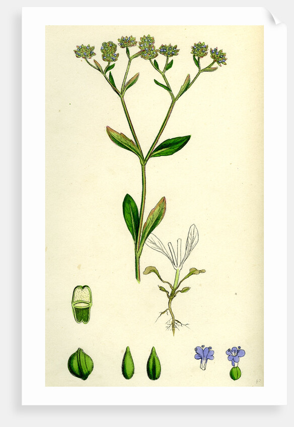 Valerianella Olitoria Common Lamb's-Lettuce by Anonymous