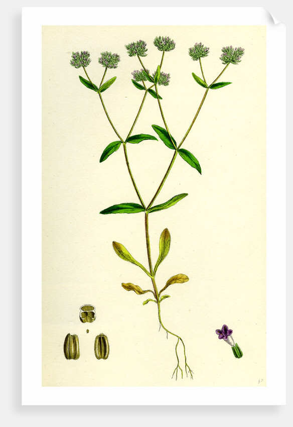 Valerianella Carinata Carinated Lamb's-Lettuce by Anonymous