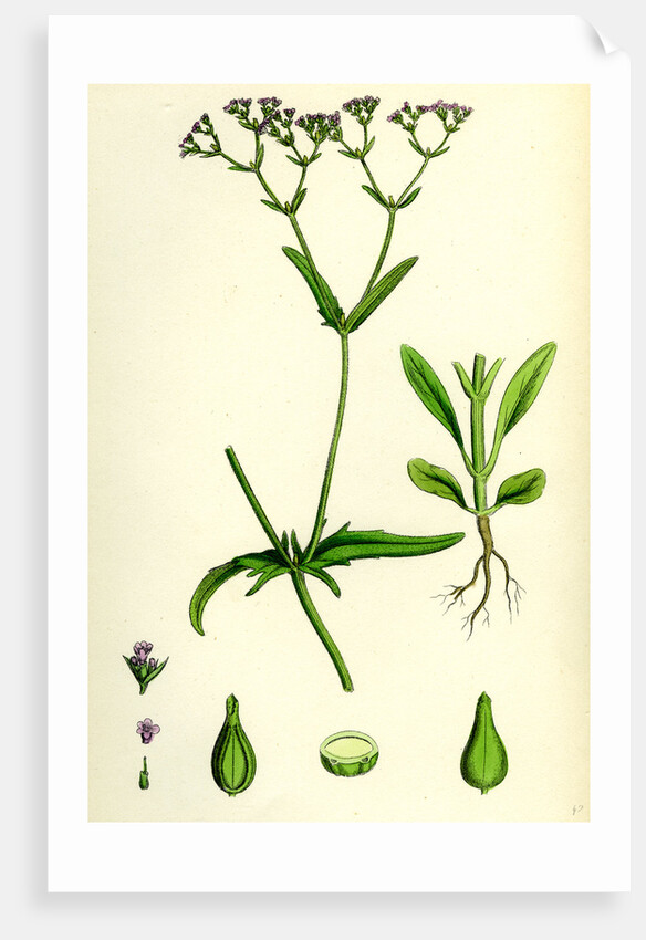 Valerianella Dentata Narrow-Fruited Lamb's-Lettuce by Anonymous