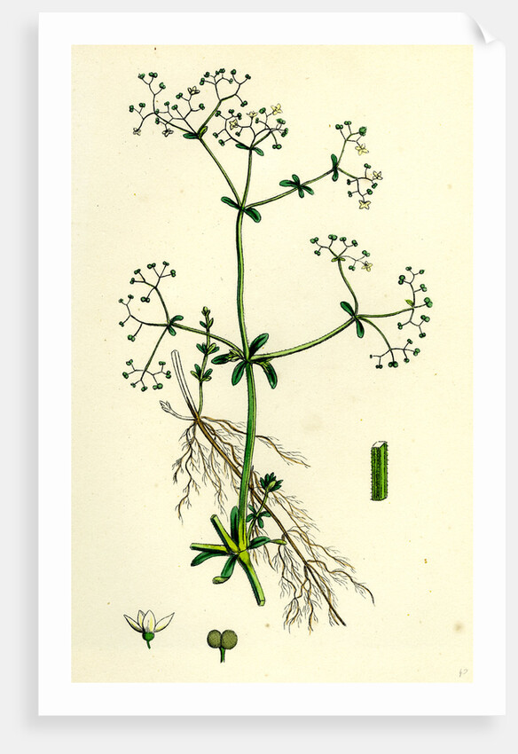 Galium Palustre Var. Elongatum Marsh Bedstraw Var. A. by Anonymous