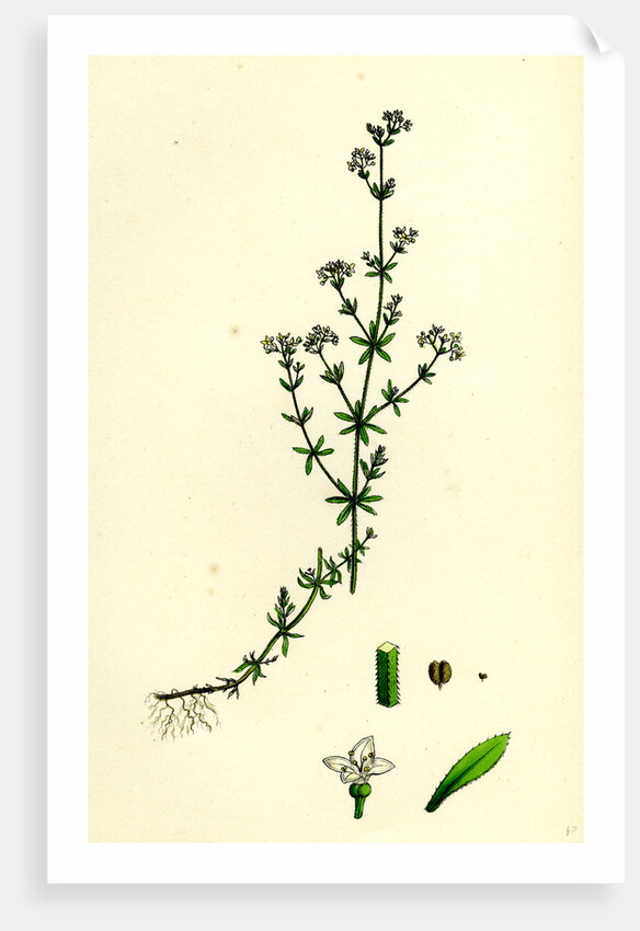Galium Palustre Var. Witheringii Marsh Bedstraw Var. Y. by Anonymous