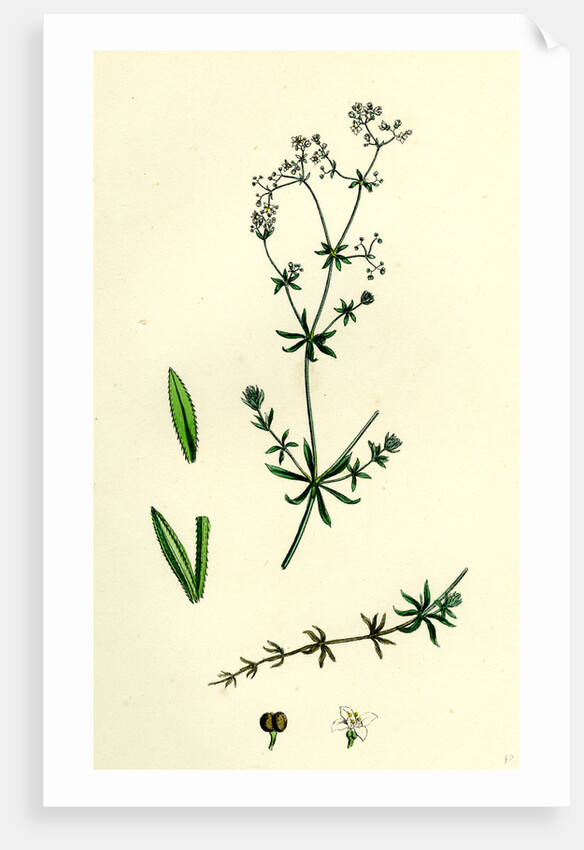 Galium Uliginosum Rough Marsh Bedstraw by Anonymous