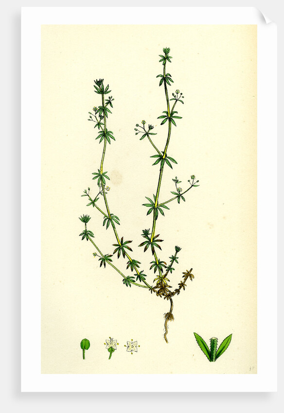 Galium Anglicum Wall Bedstraw by Anonymous