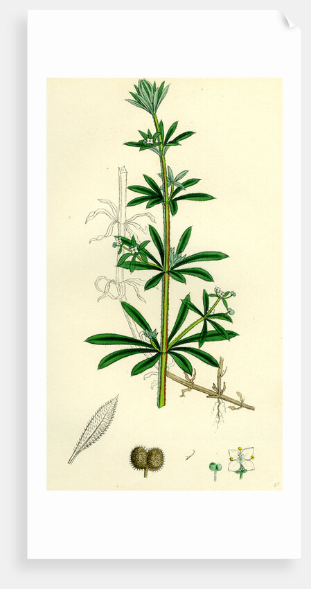 Galium Aparine Goosegrass by Anonymous