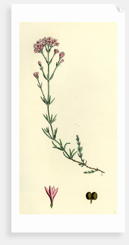 Asperula Cynanchica Squinancy-Wort by Anonymous