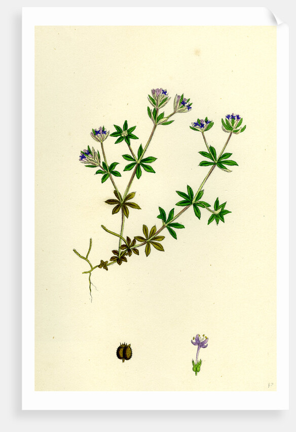 Sherardia Arvensis Blue Field Madder by Anonymous