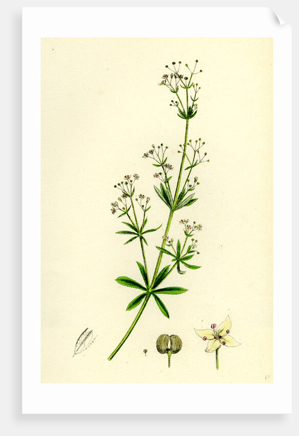 Galium Erectum Var. Aristatum Narrow-Leaved Great Bedstraw Var. Y. by Anonymous