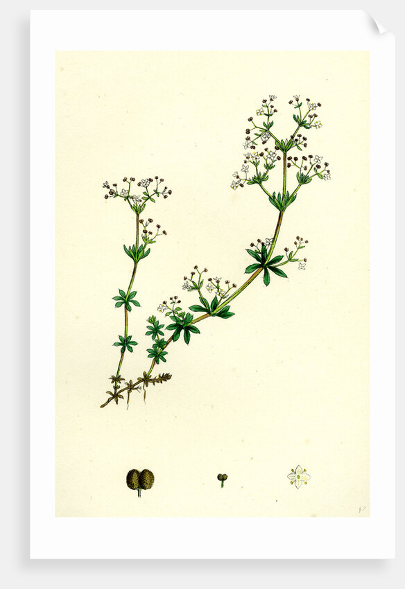Galium Saxatile Heath Bedstraw by Anonymous