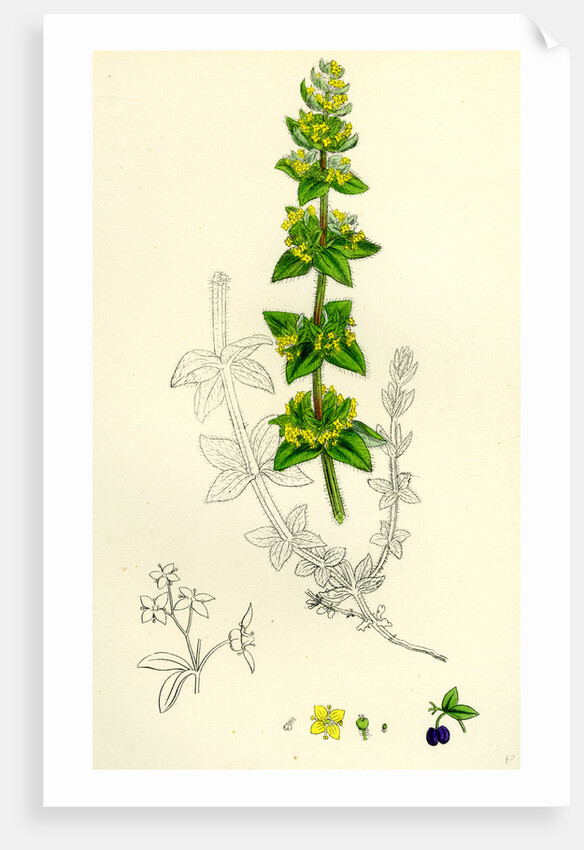 Galium Cruciatum Mugwort by Anonymous