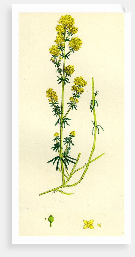 Galium Verum Yellow Bedstraw by Anonymous