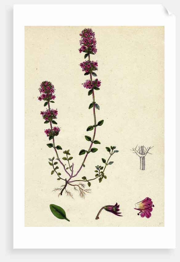 Thymus Chamaedrys Larger Wild Thyme by Anonymous