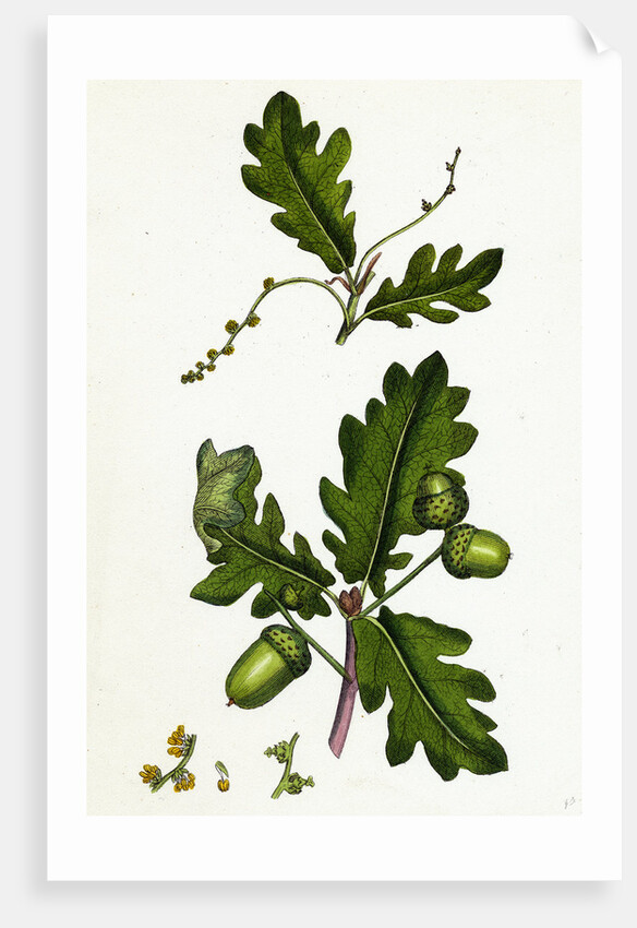 Quercus Pedunculata Common Oak by Anonymous