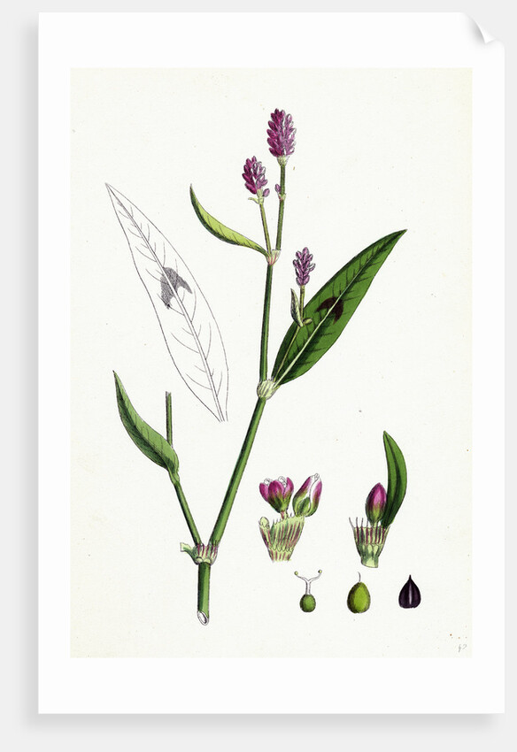 Polygonum Persicaria Var. Genuinum Spotted Persicaria Var. A. by Anonymous