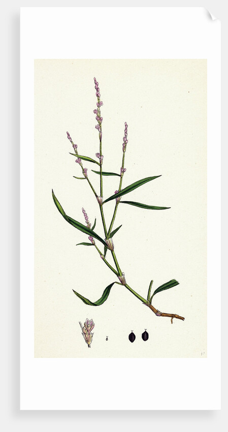Polygonum Minus Small Persicaria by Anonymous
