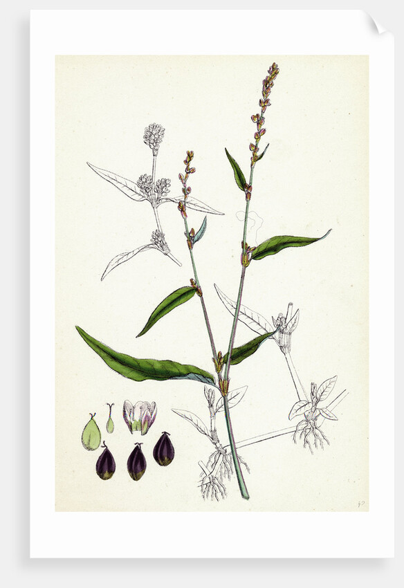 Polygonum Mite Lax-Flowered Persicaria by Anonymous