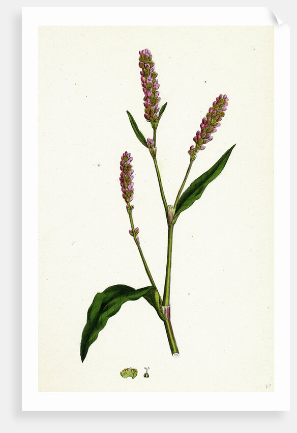 Polygonum Persicaria Var. Elatum Spotted Persicaria Var. B. by Anonymous