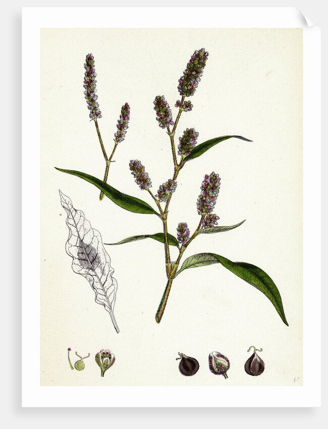 Polygonum Lapathifolium Var. Nodosum Glandular Persicaria Var. B. by Anonymous