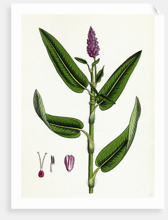 Polygonum Amphibium Terrestre Amphibious Bistort Terrestial Form by Anonymous