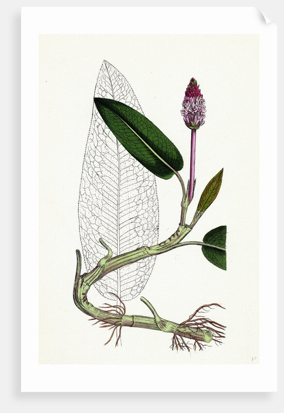 Polygonum Amphibium Natans Amphibious Bistort Aquatic Form by Anonymous