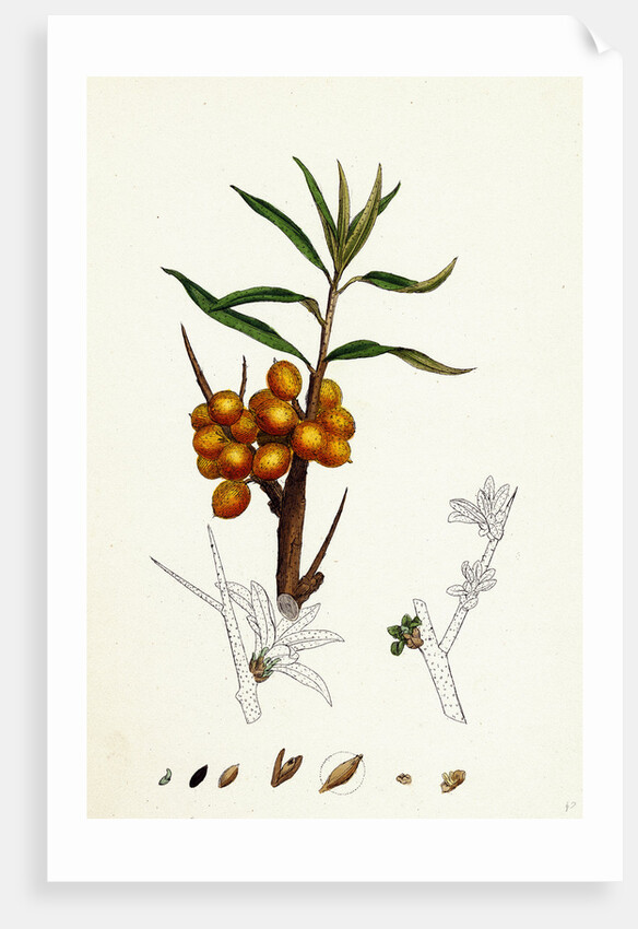 Hippophyäe Rhamnoides Sea Buckthorn by Anonymous