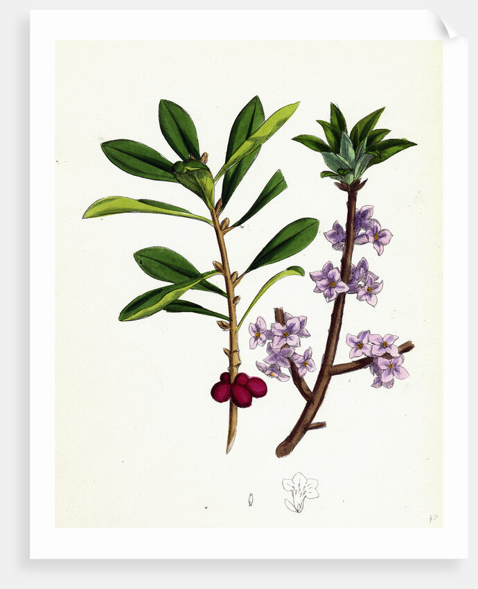 Daphne Mezereum Mezereon by Anonymous