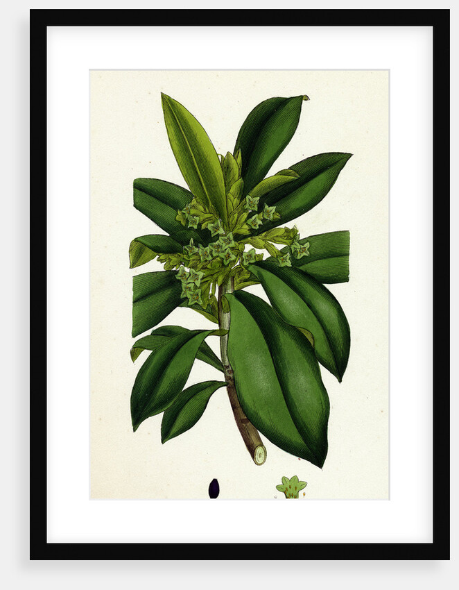 Daphne Laureola Spurge Laurel by Anonymous